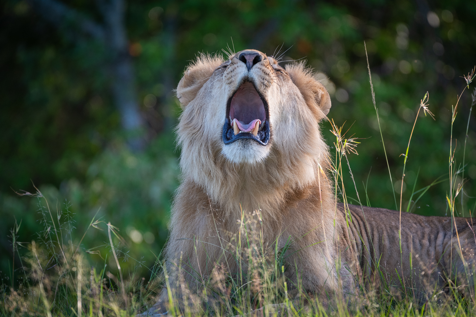 Lion Yawn, Masai Mara, Kenya