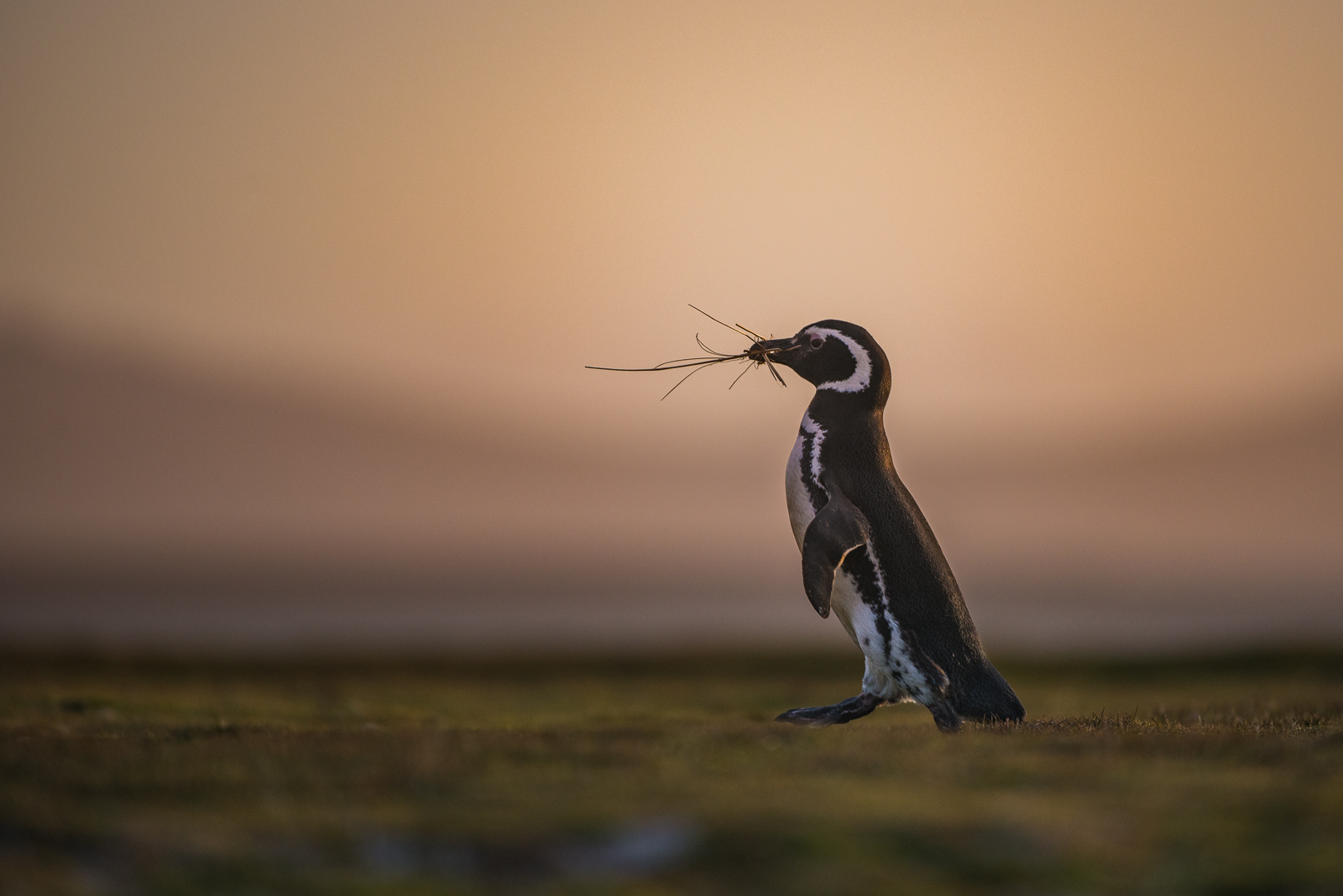 Magellanic Penguin, Volunteer Point, Falkland Islands