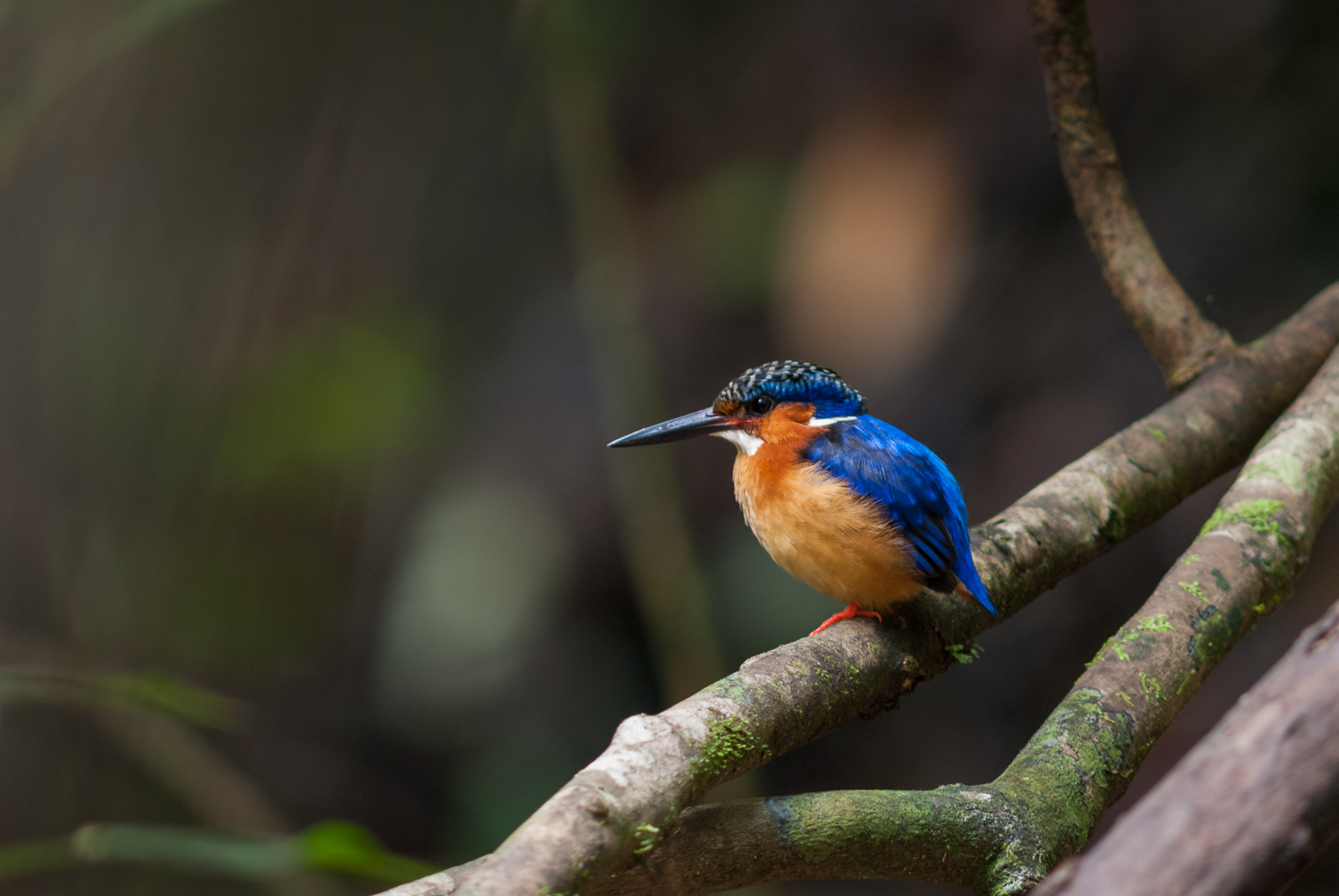 Malagasy Kingfisher, Nosy Mangabe, Madagascar