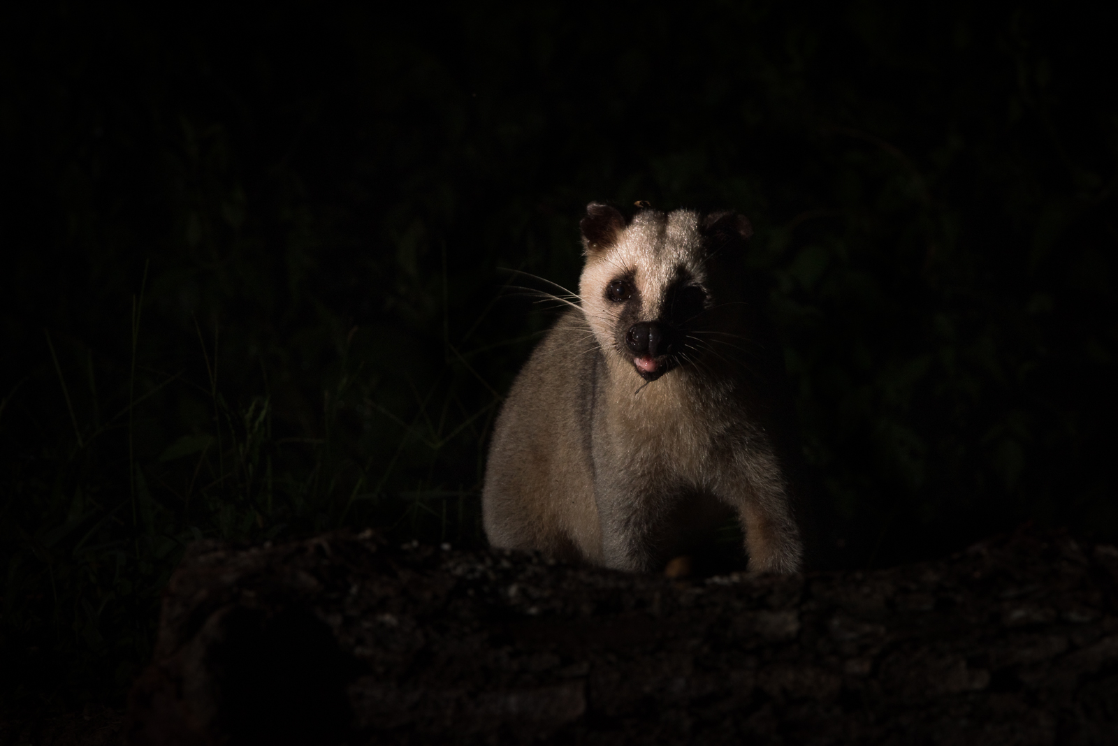 Masked Palm Civet, Kaeng Krachan National Park, Thailand