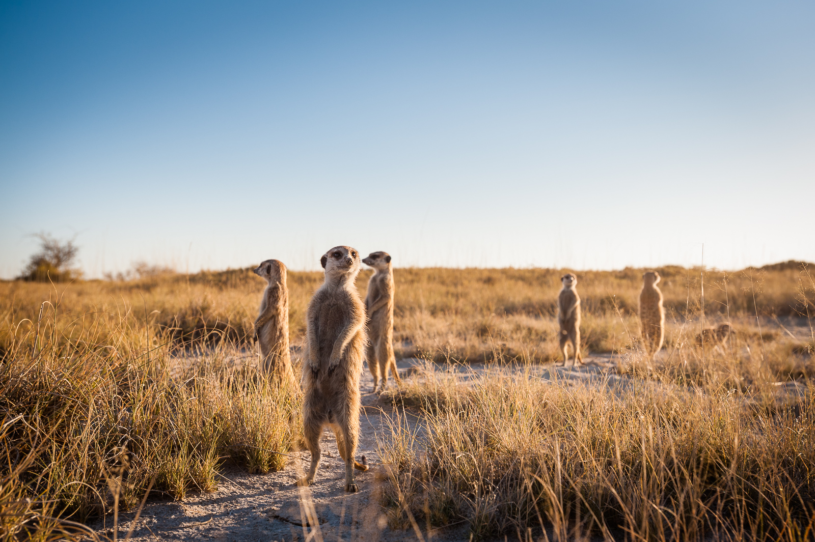 Gang of Meerkats