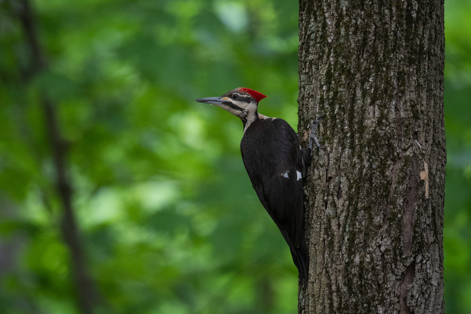 Pileated Woodpecker