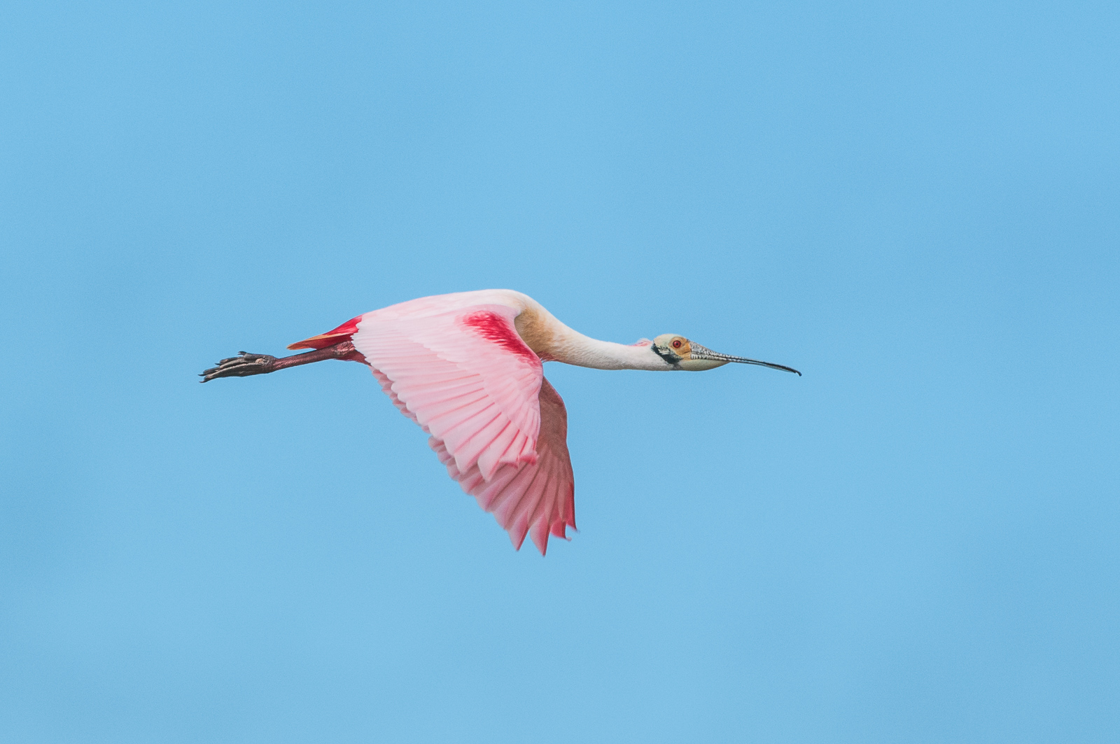 Roseate Spoonbill, Ding Darling National Wildlife Refuge, Sanibel Island, Florida