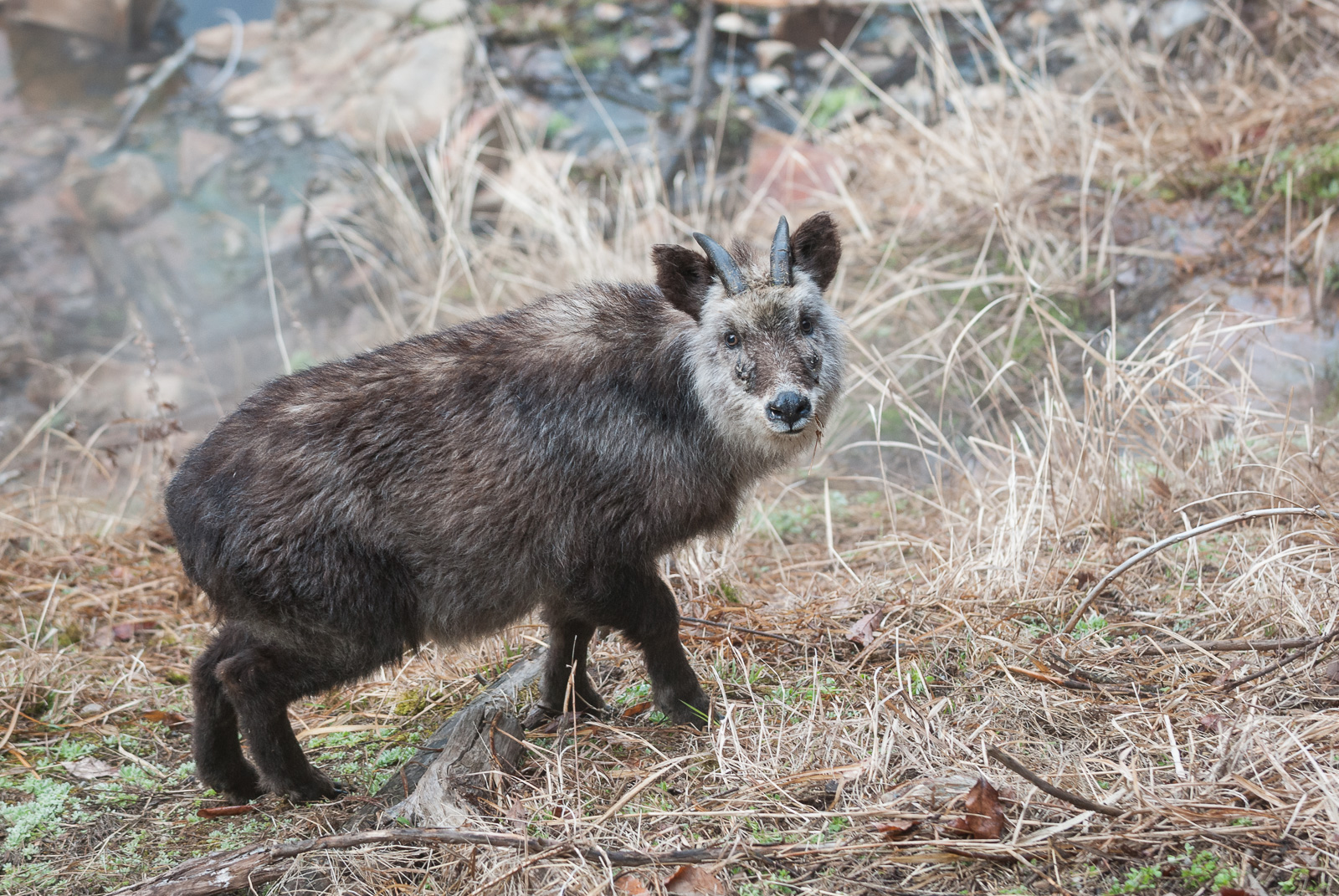 Japanese Serow, Nagano, Japan