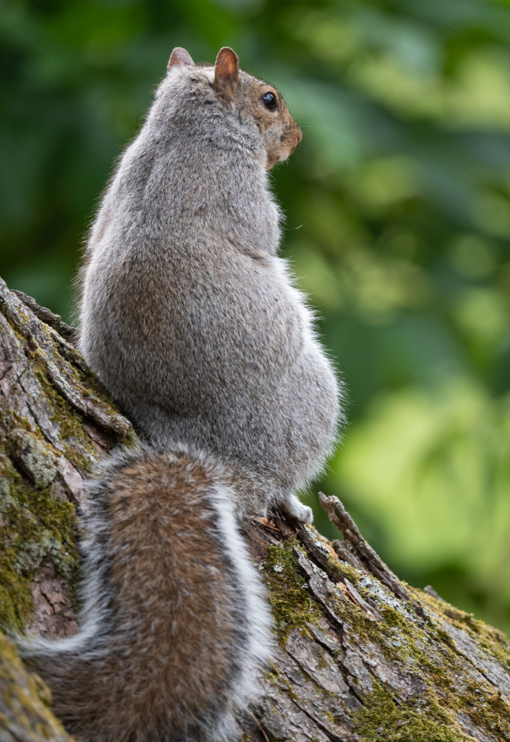 Eastern Gray Squirrel, Farmington, Connecticut