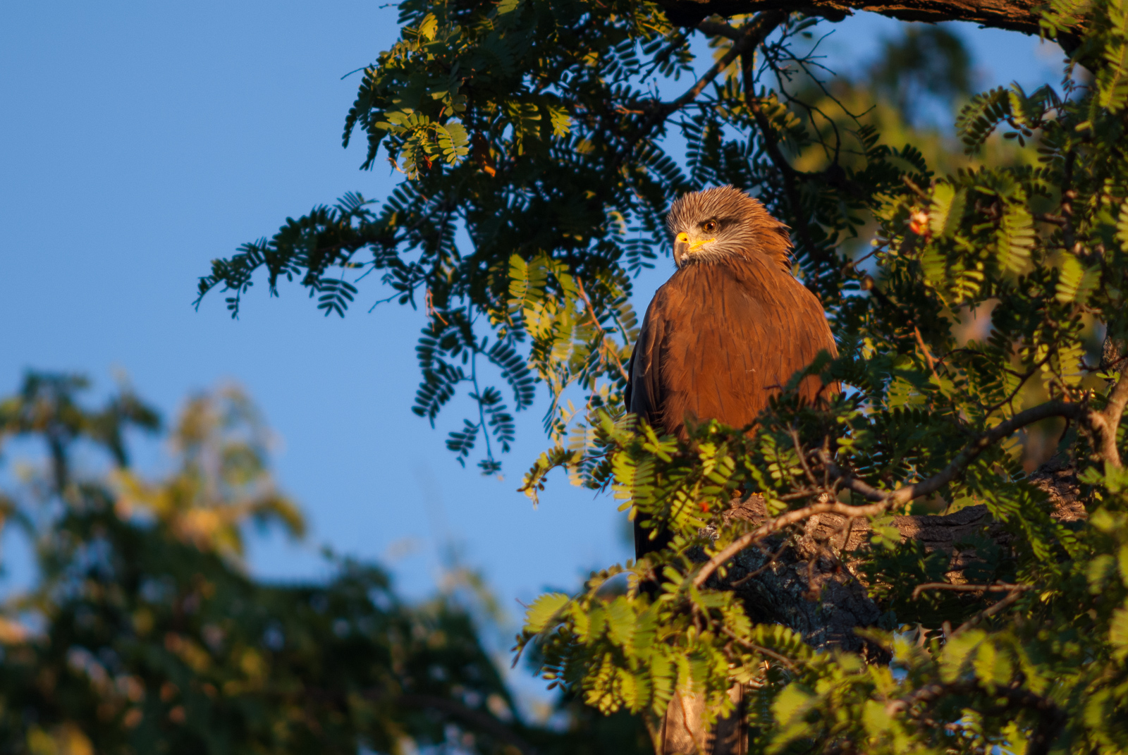 Yellow Billed Kite, Berenty Private Reserve, Madagascar