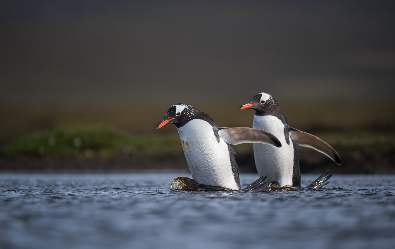 Gentoo Penguins, Saunders Island, Falkland Islands