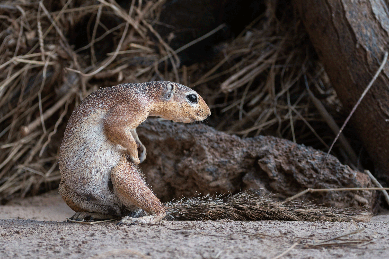 Unstriped Ground Squirrel, Samburu National Reserve, Kenya