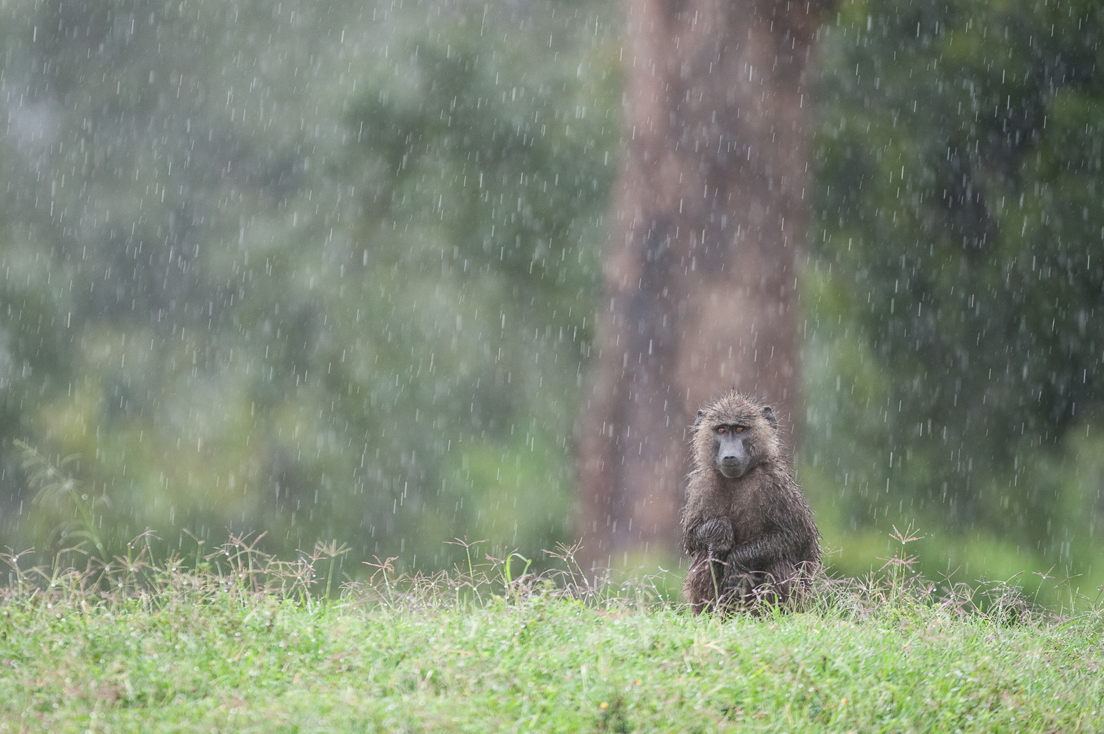 Olive Baboon and Rain
