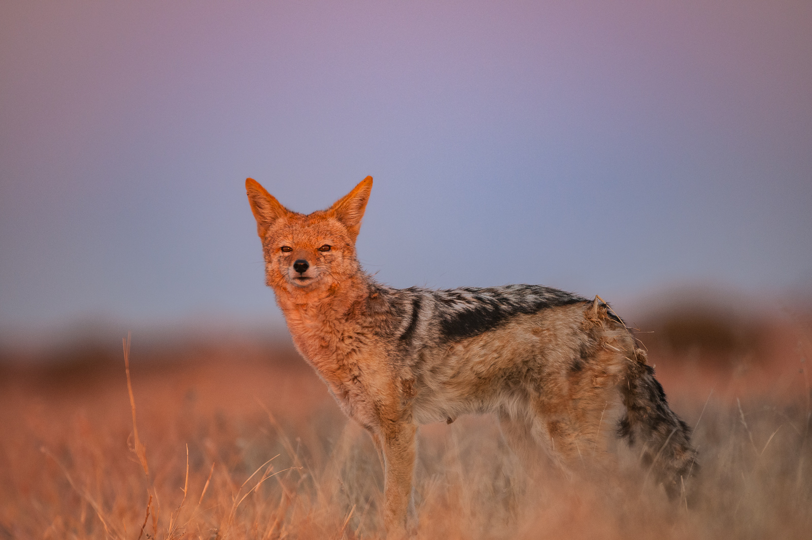 Black-Backed Jackal, Central Kalahari Game Reserve, Botswana
