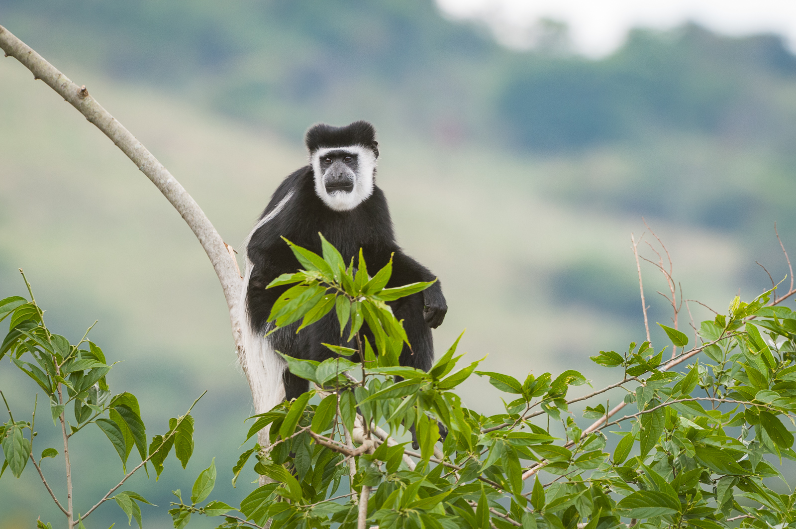 Black and White Colobus Monkey, Uganda