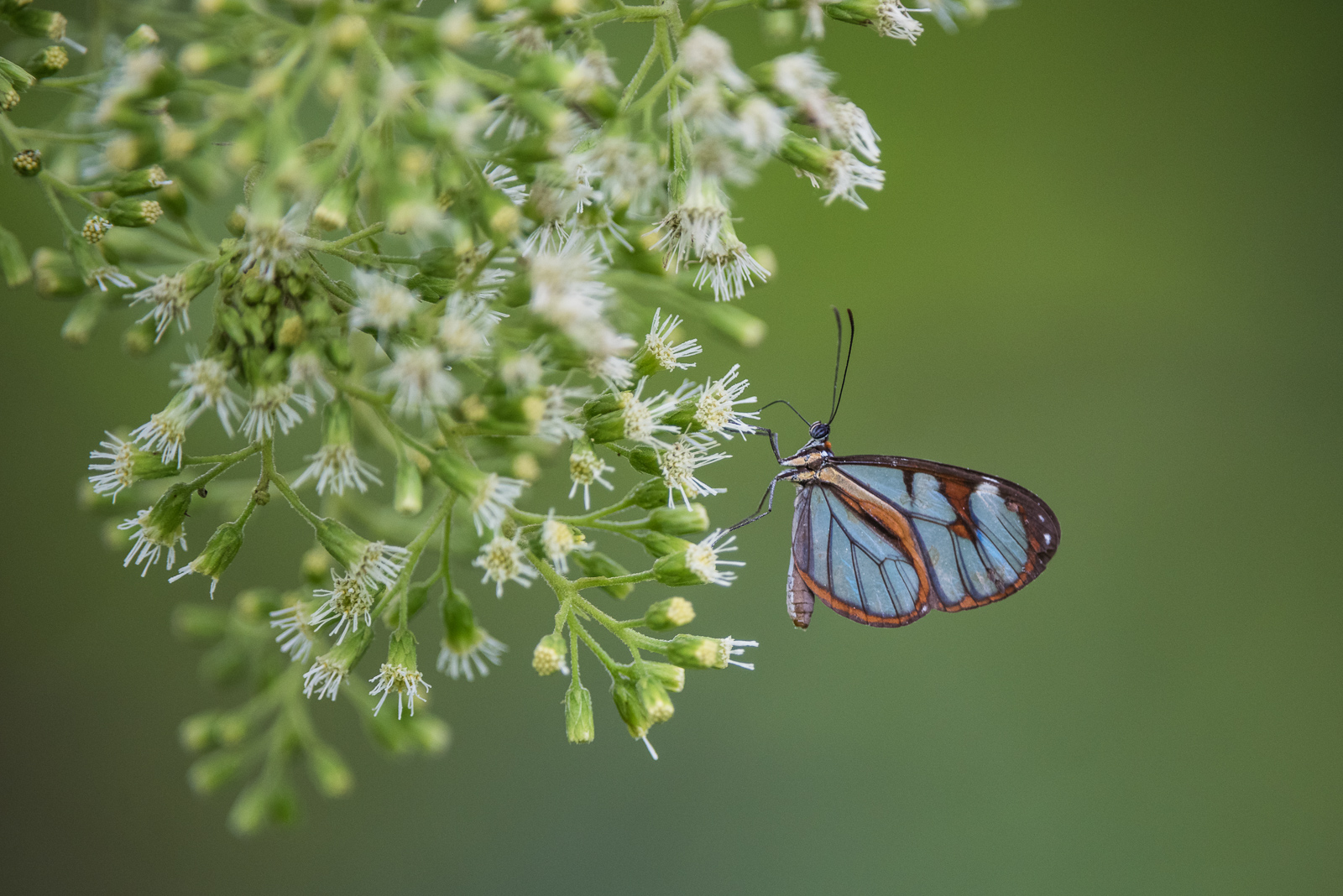Diasia Clearwing Butterfly, El Valle, Panama