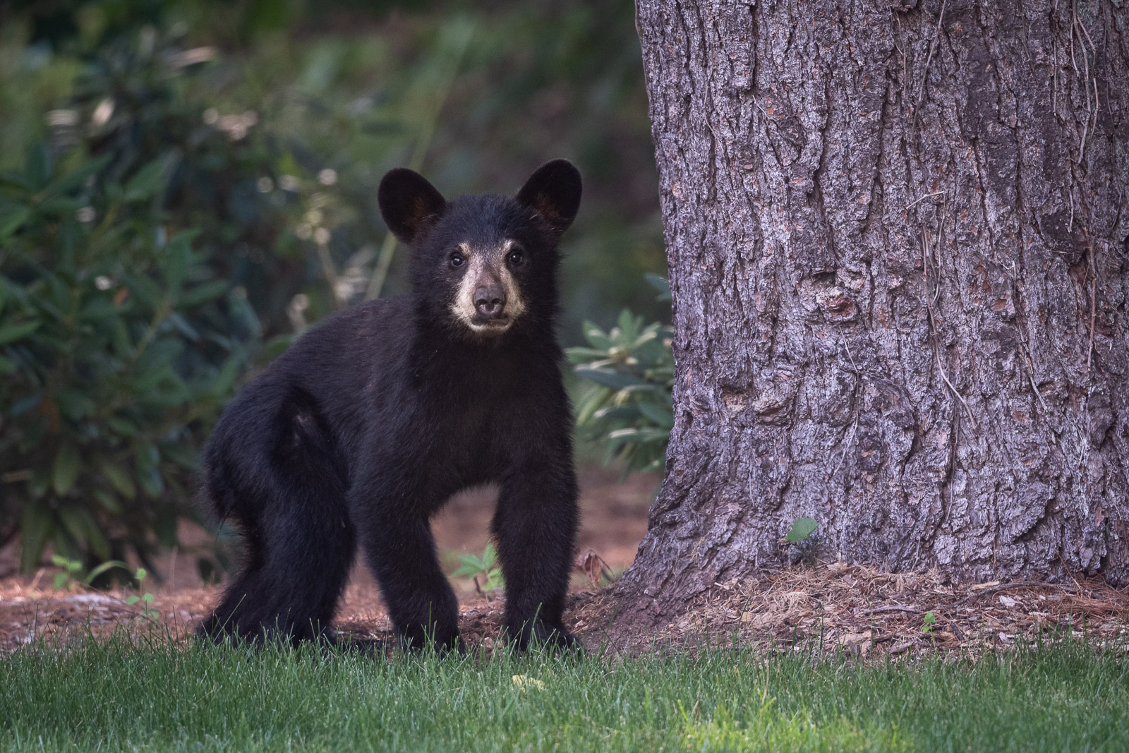 Black Bear Cub, Farmington, Connecticut