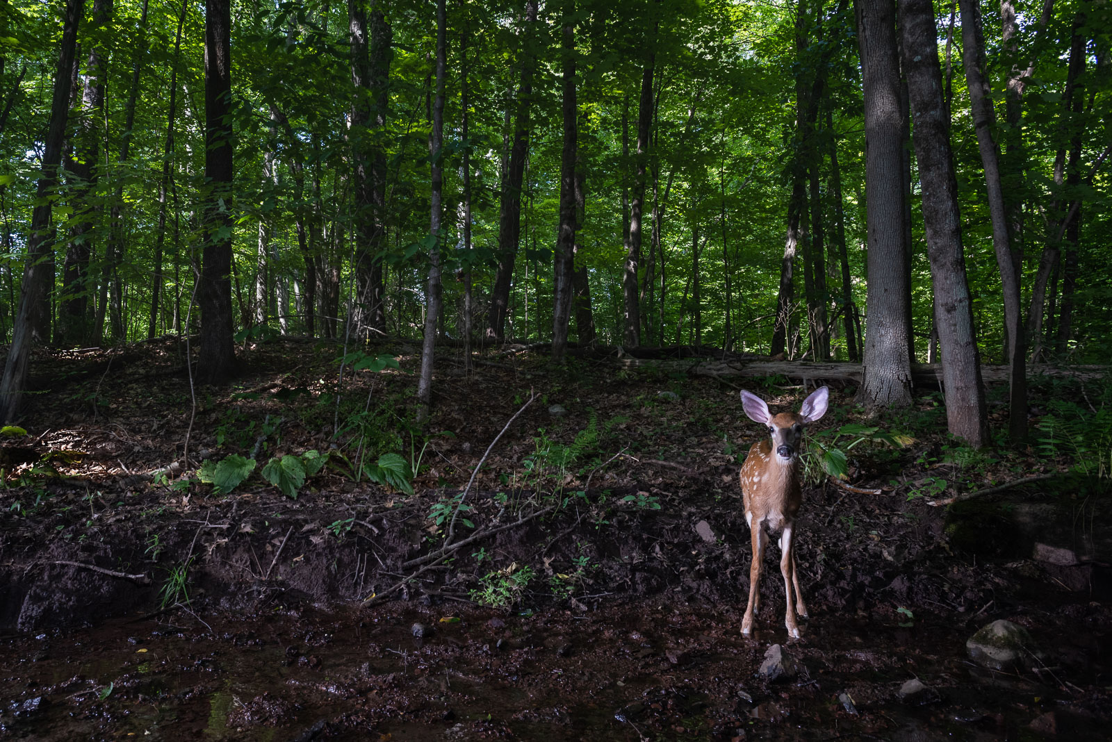 White-Tailed Fawn, Farmington, Connecticut