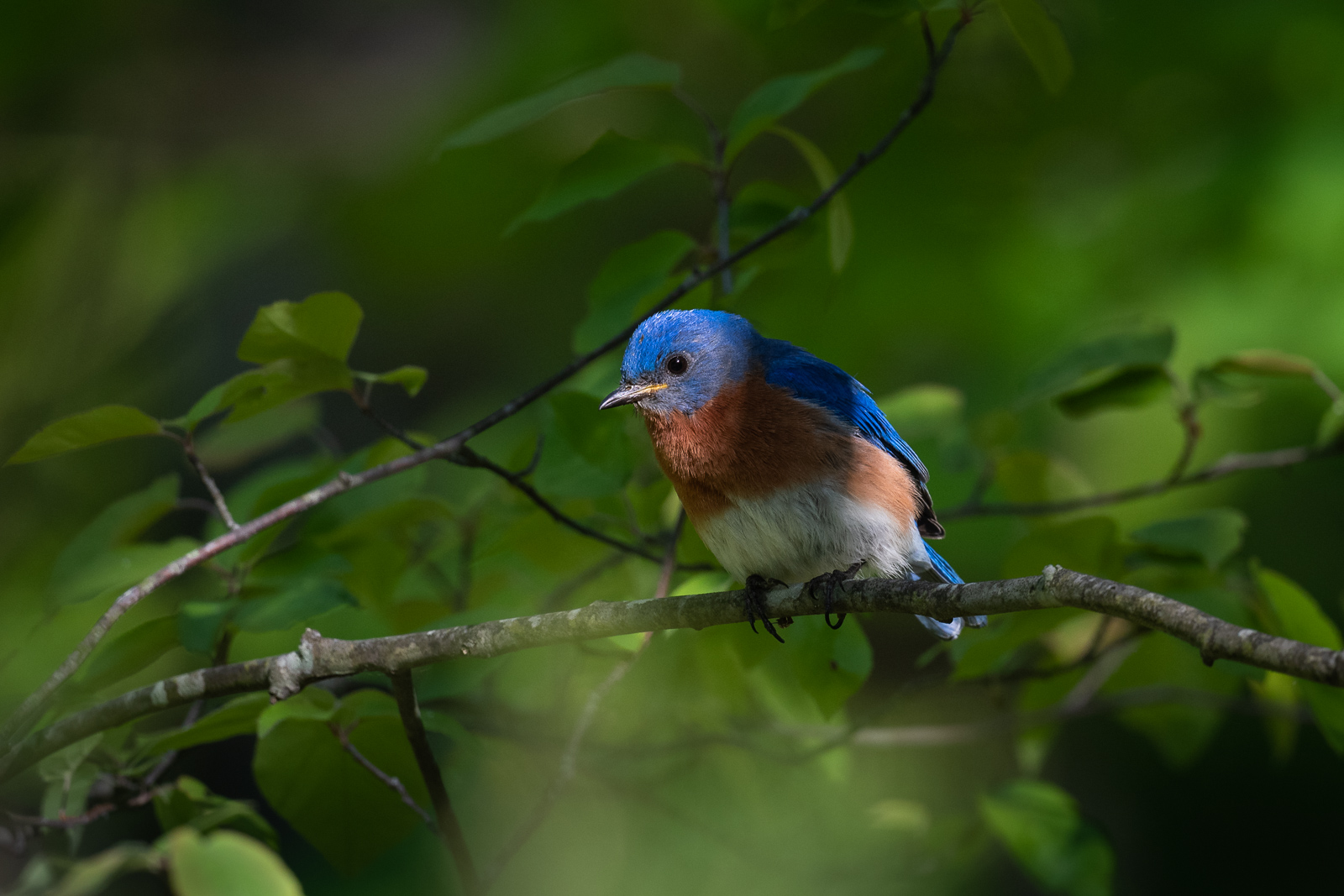 Eastern Bluebird, Farmington, Connecticut