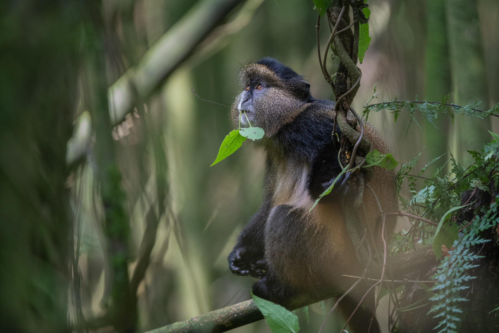 Golden Monkey, Mgahinga National Park, Uganda