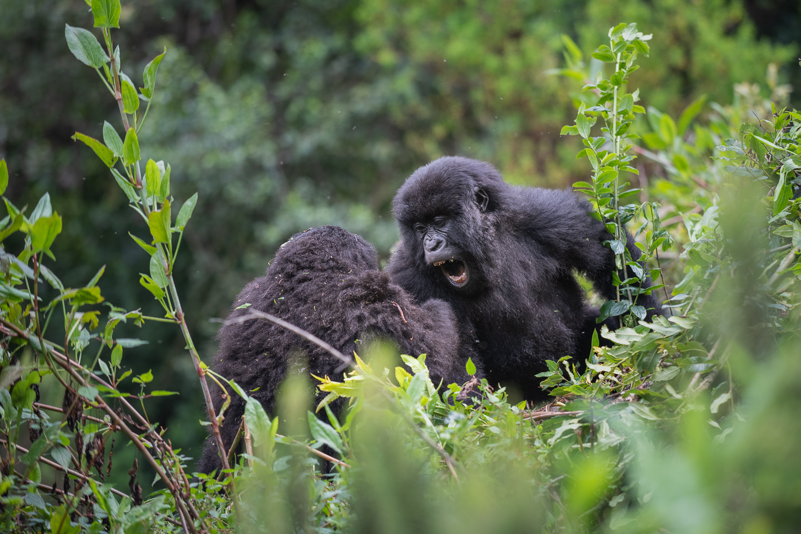 Mountain Gorillas, Mgahinga National Park, Uganda