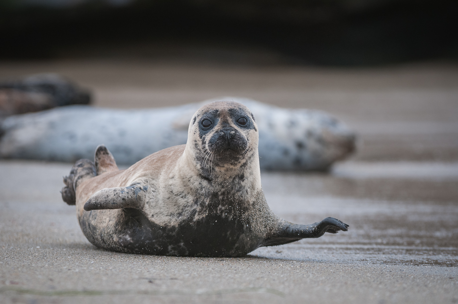 Harbor Seal, La Jolla, California
