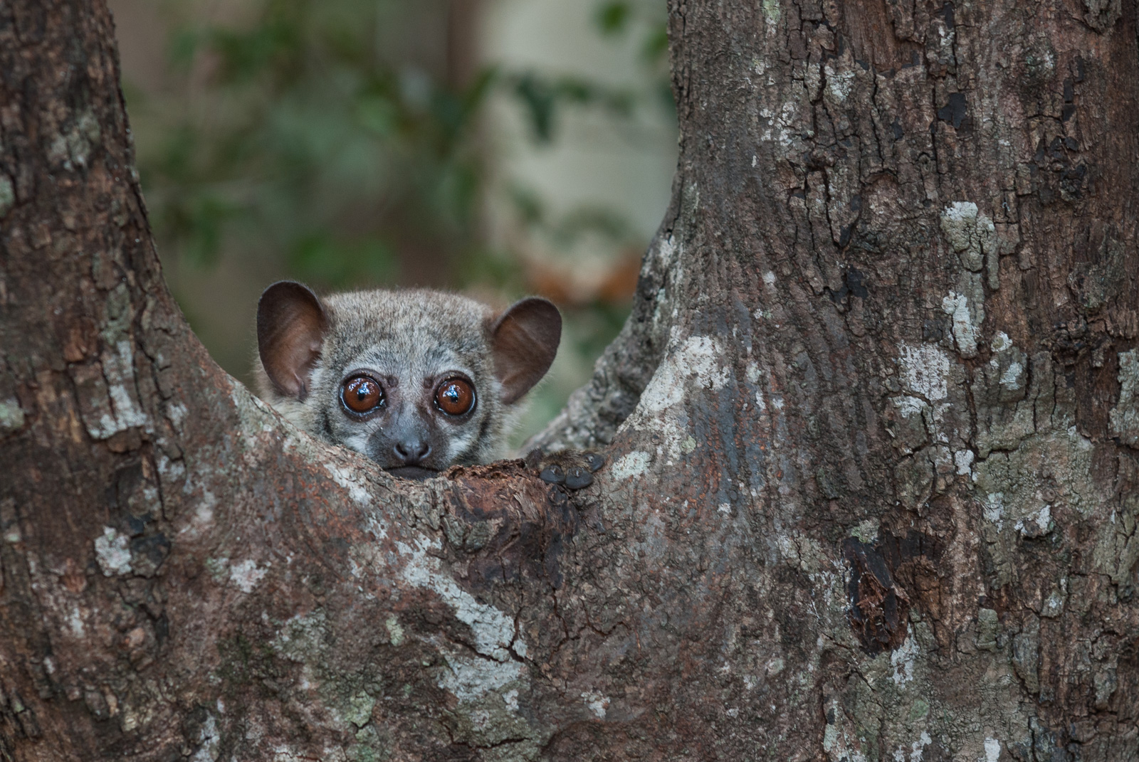 Milne Edwards' Sportive Lemur, Ankarafantsika National Park, Madagascar