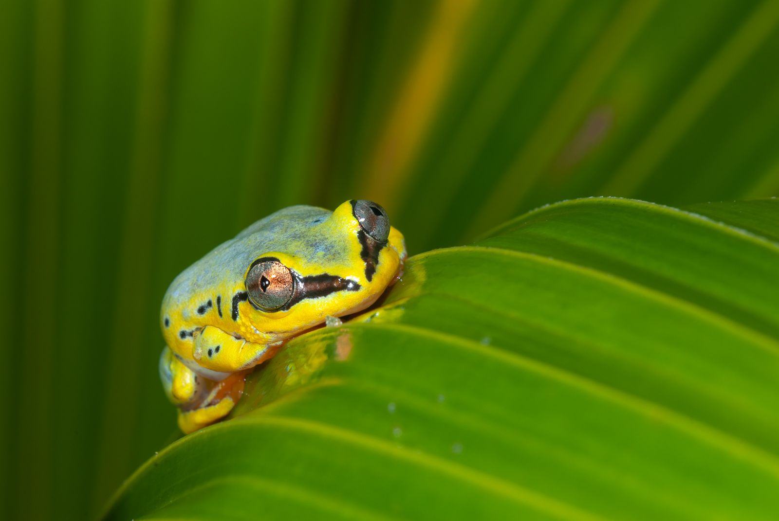 Madagascar Reed Frog, Maroantsetra, Madagascar