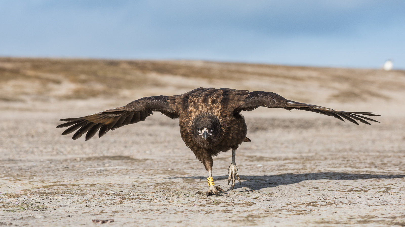 Johnny Rook, Saunders Island, Falkland Islands