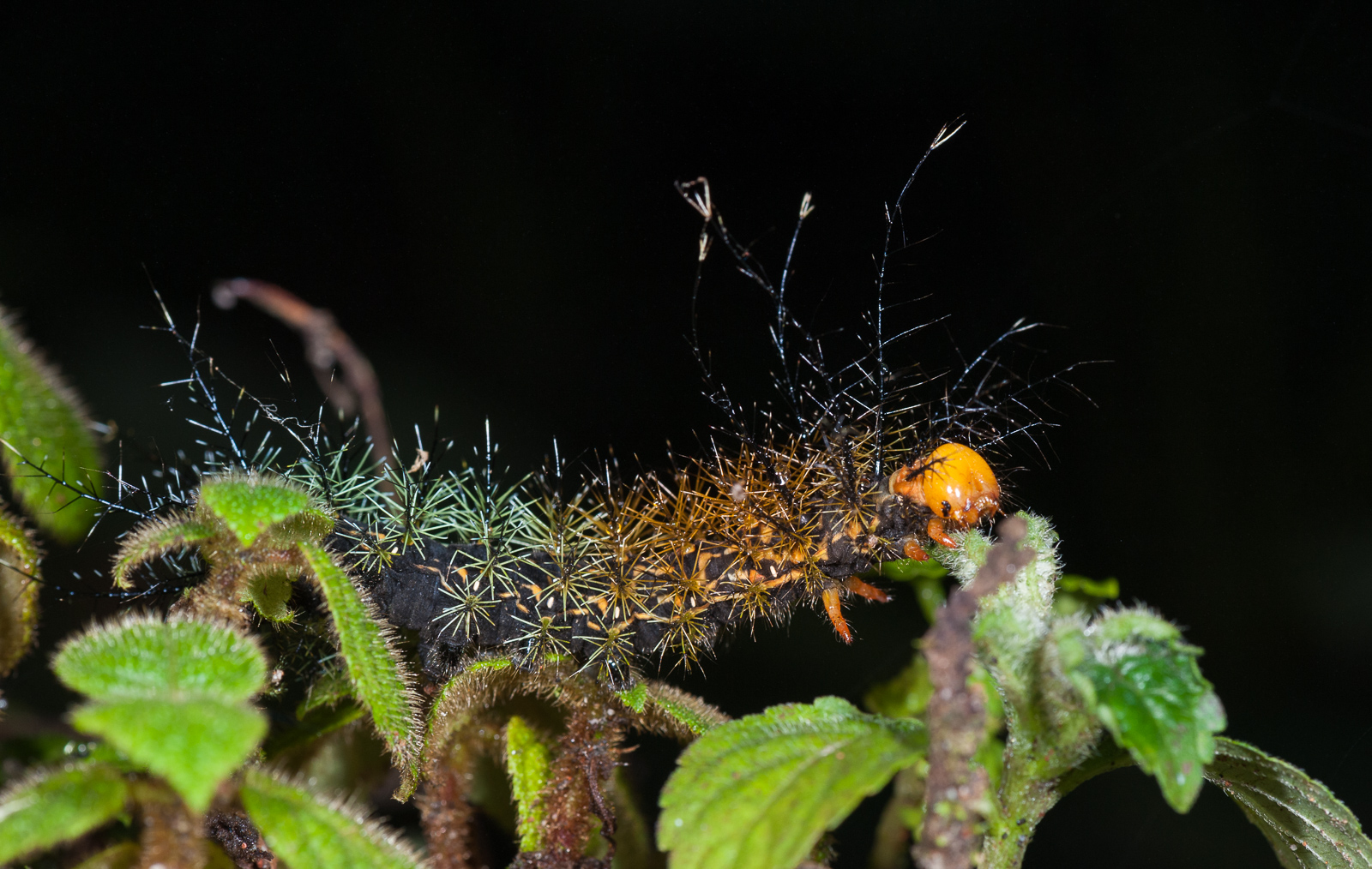 Unidentified Caterpillar, Cloud Forest, Ecuador
