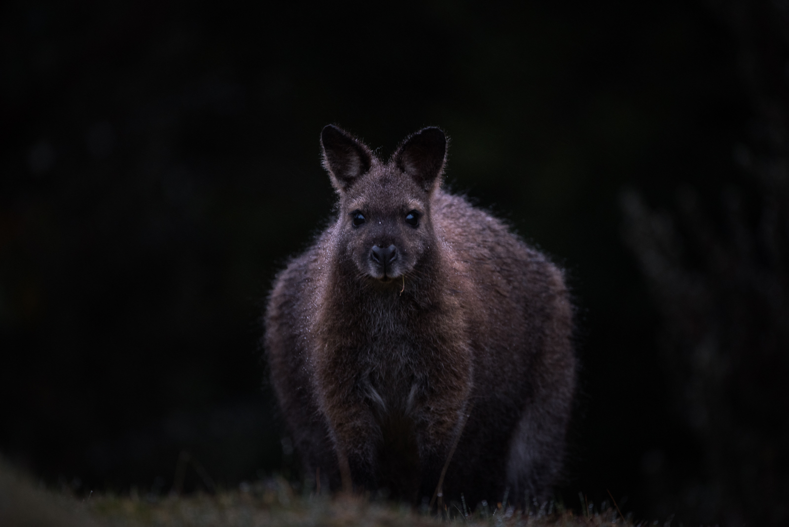 Bennett's Wallaby, Cradle Mountain National Park, Tasmania, Australia