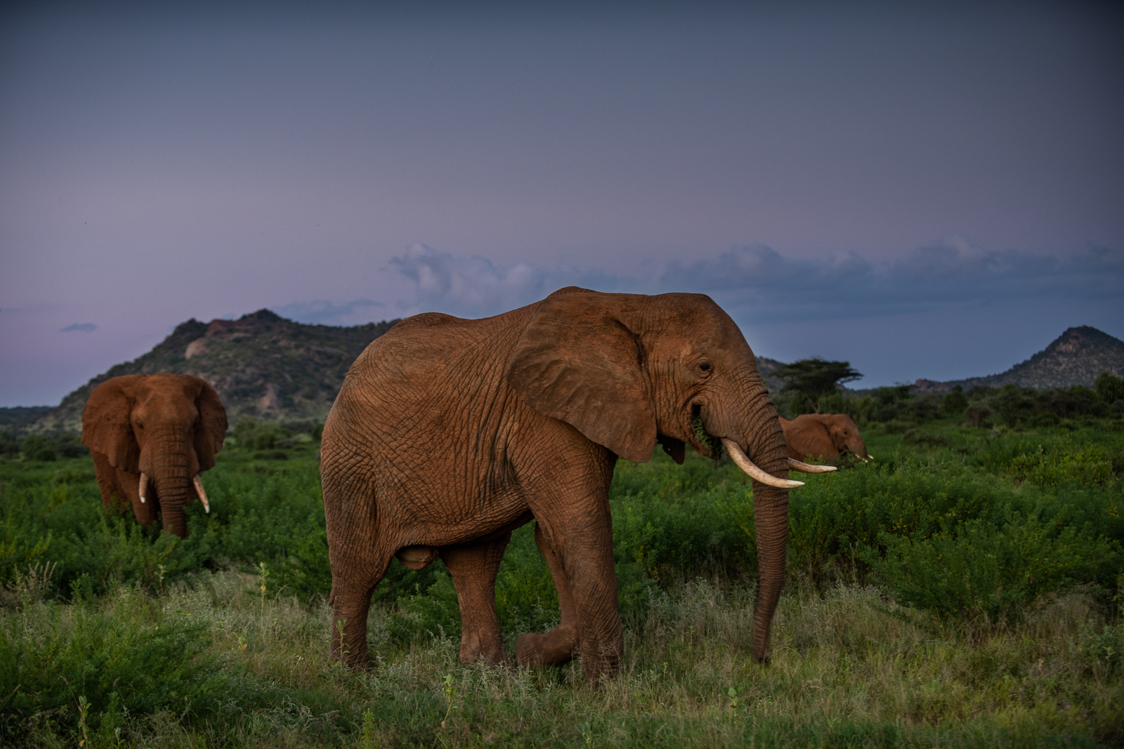Elephants at Twilight, Samburu National Reserve, Kenya