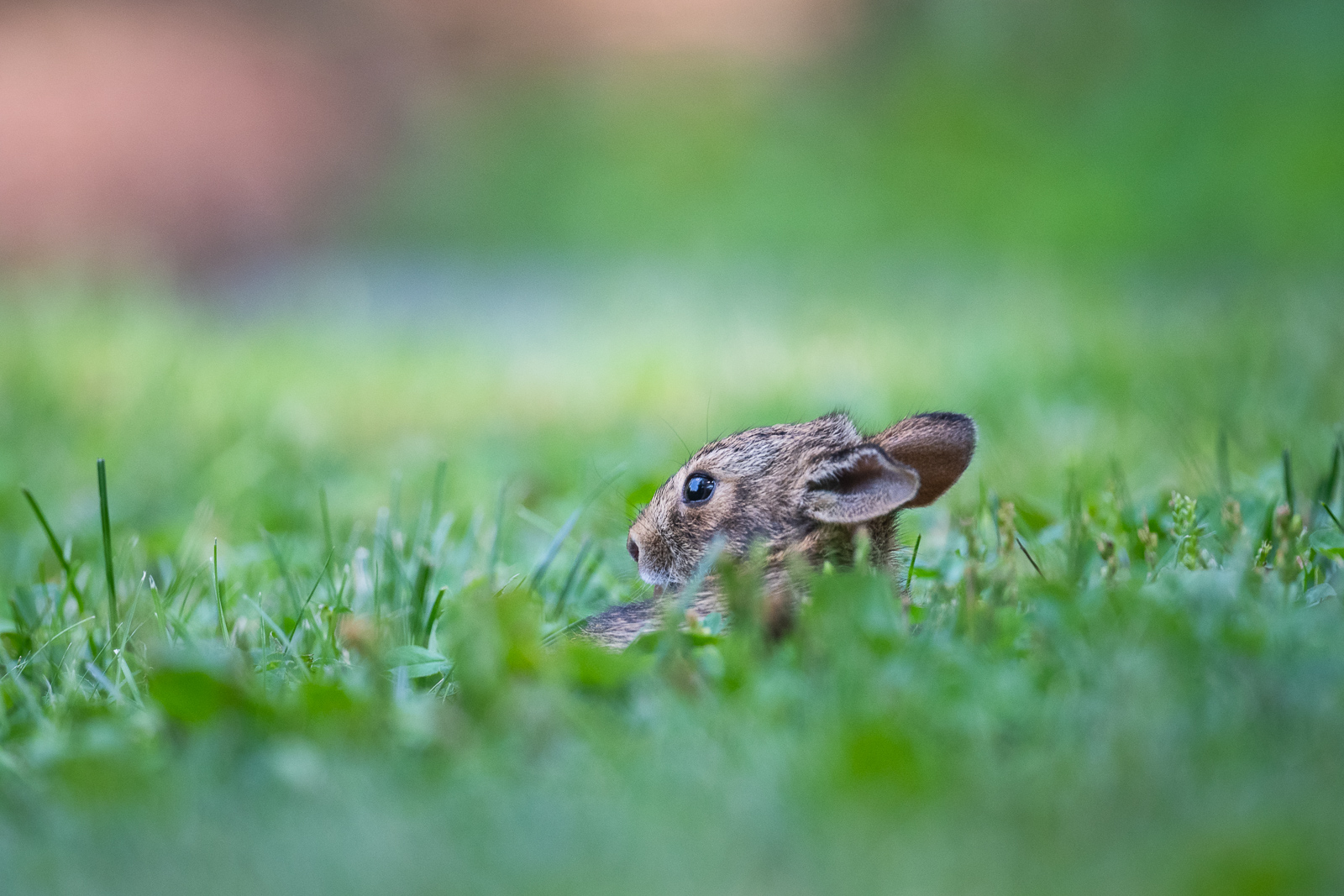 Newborn Cottontail Rabbit, Farmington, Connecticut