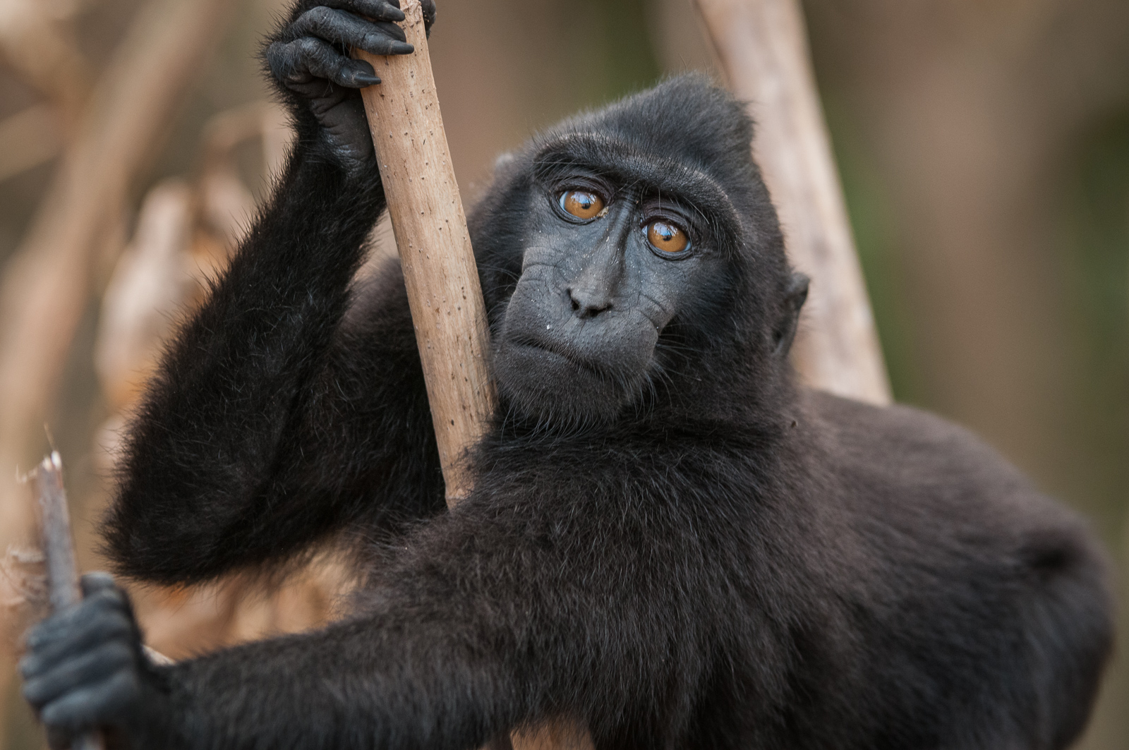Celebes Crested Macaque, Tangkoko National Park, Sulawesi, Indonesia