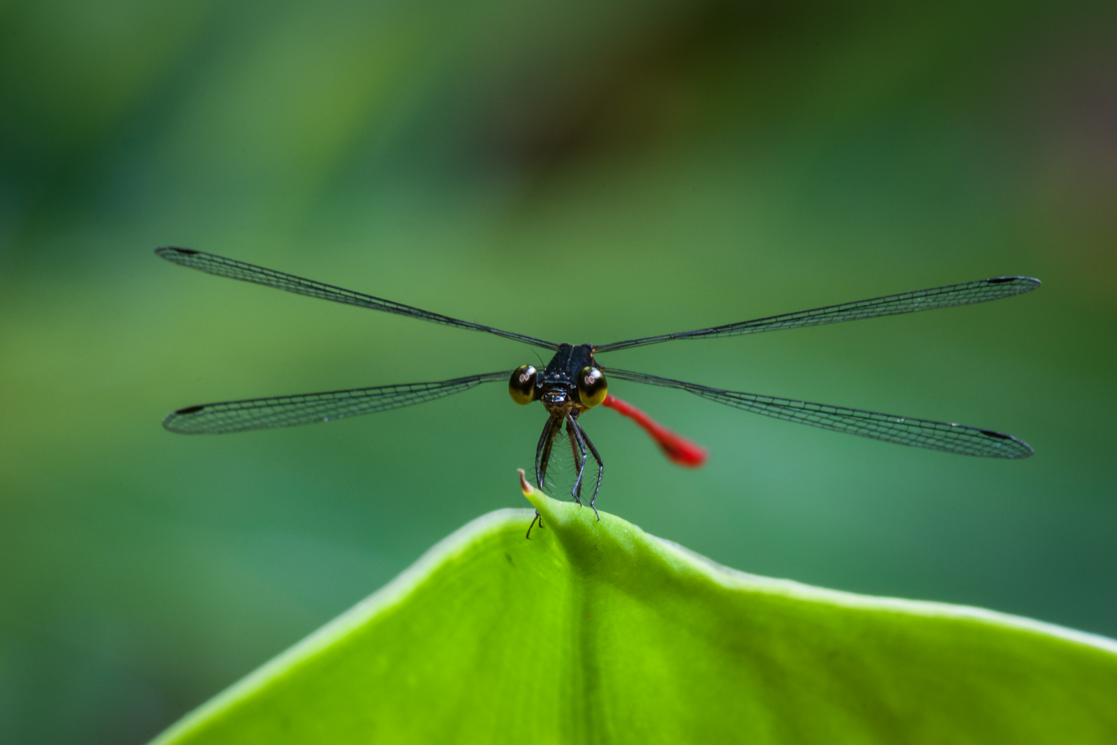 Flatwing Damselfly, Pavones, Costa Rica