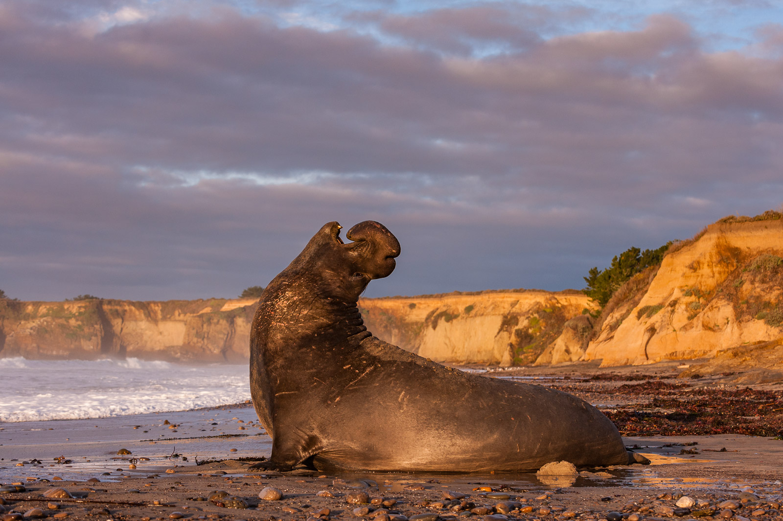 Bull Elephant Seal, Año Nuevo State Park, San Mateo, California