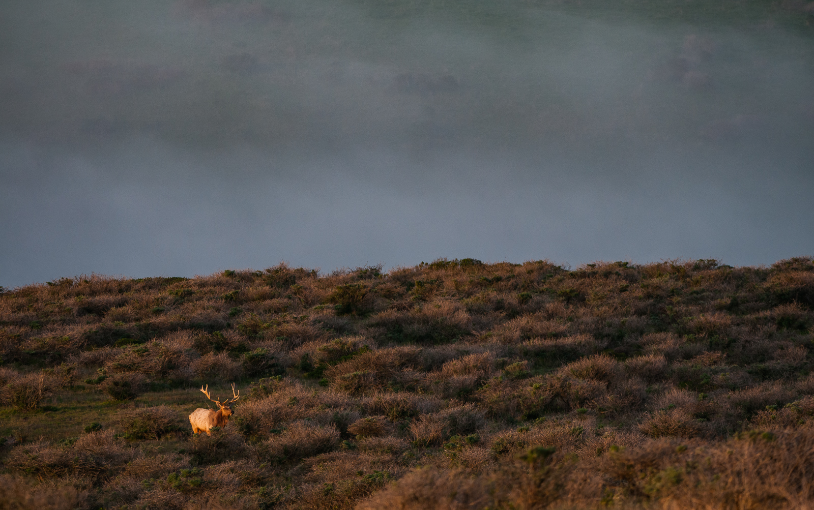 Tule Elk, Point Reyes, California