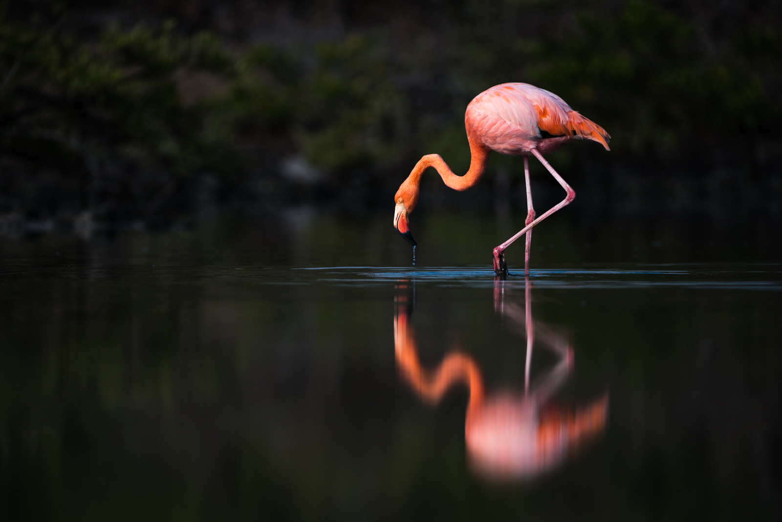 Galápagos Flamingo, Santa Cruz, Galápagos Islands, Ecuador