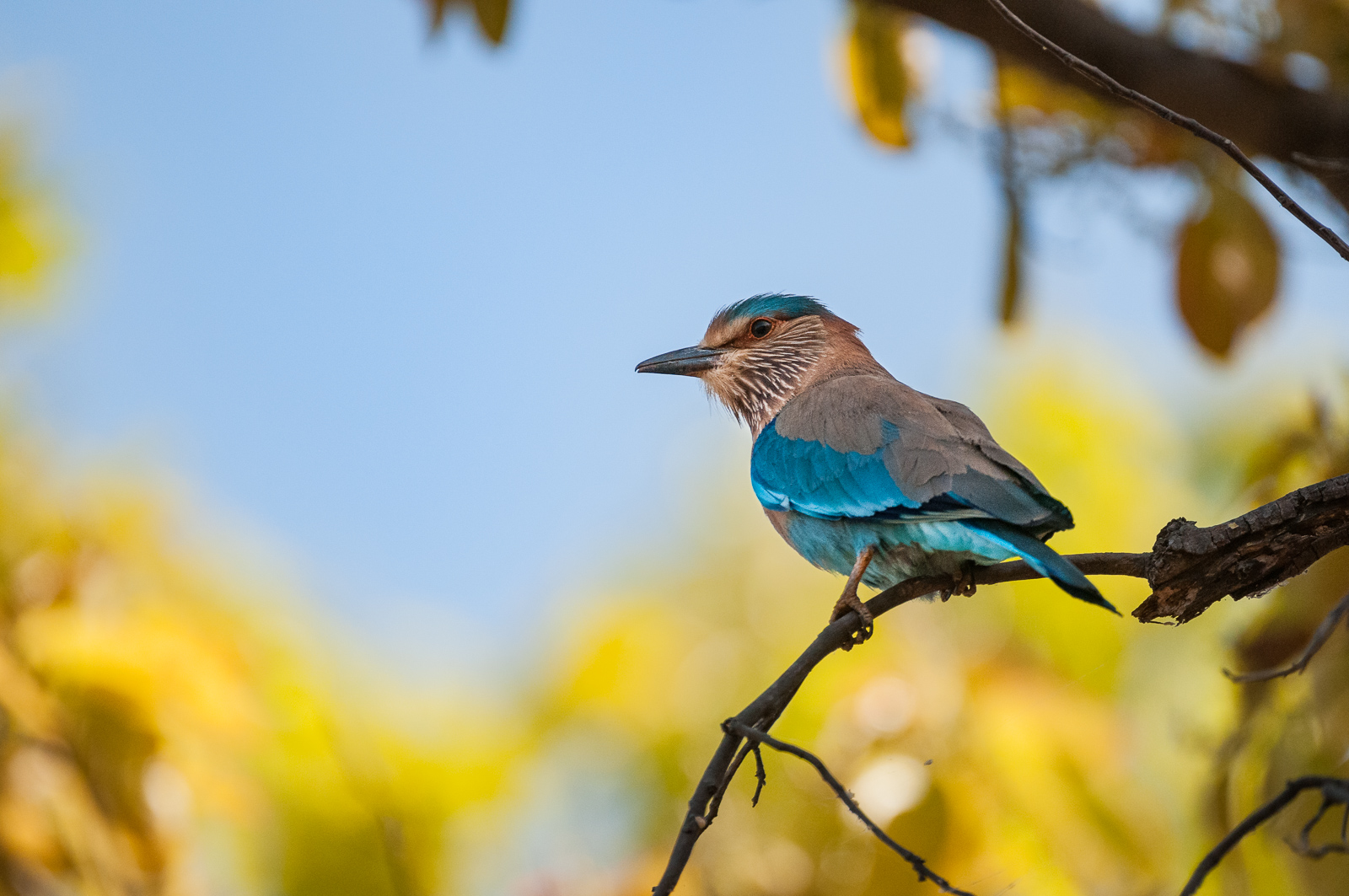 Indian Roller, Bandhavgarh National Park, India
