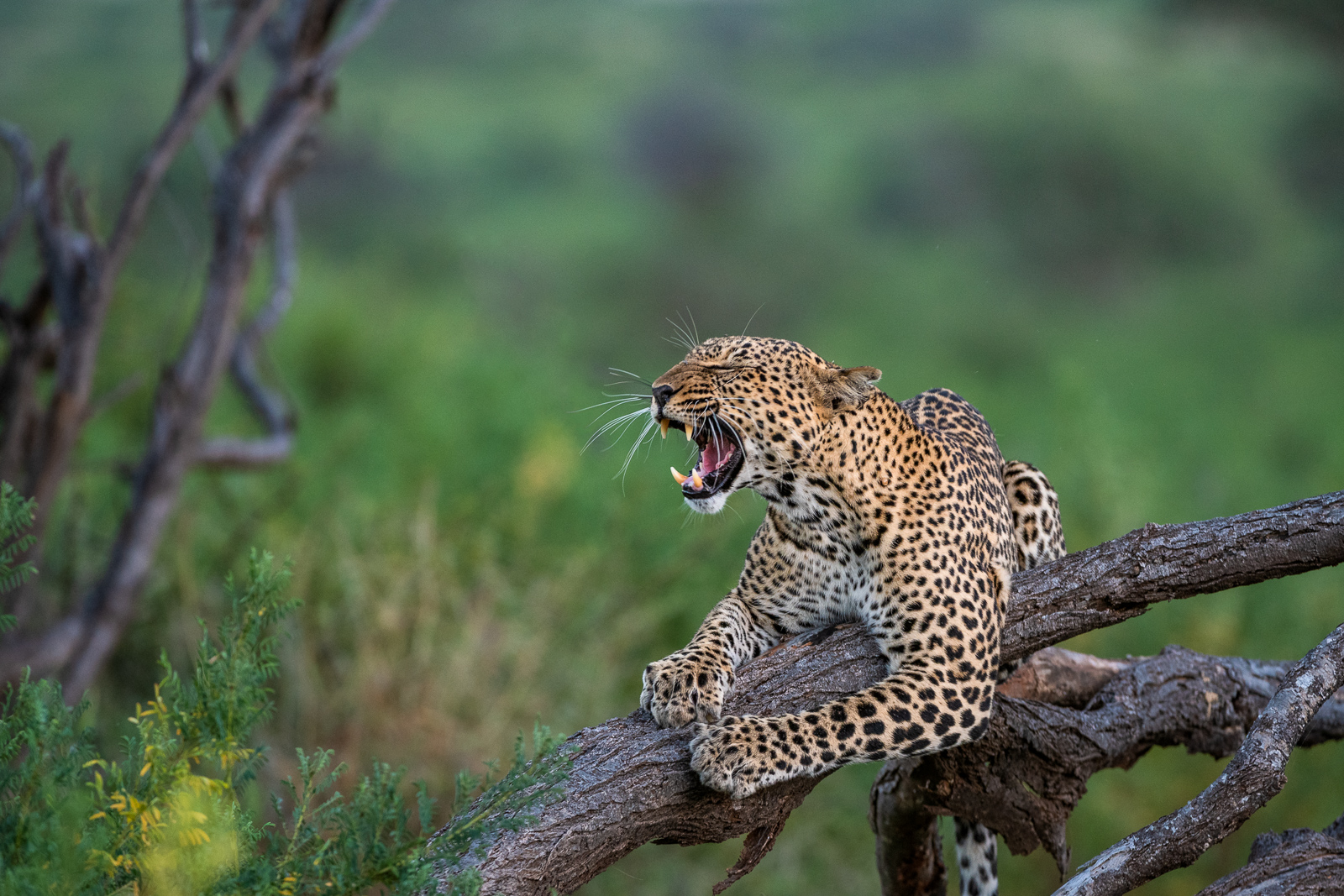 Leopard Yawn, Samburu National Reserve, Kenya