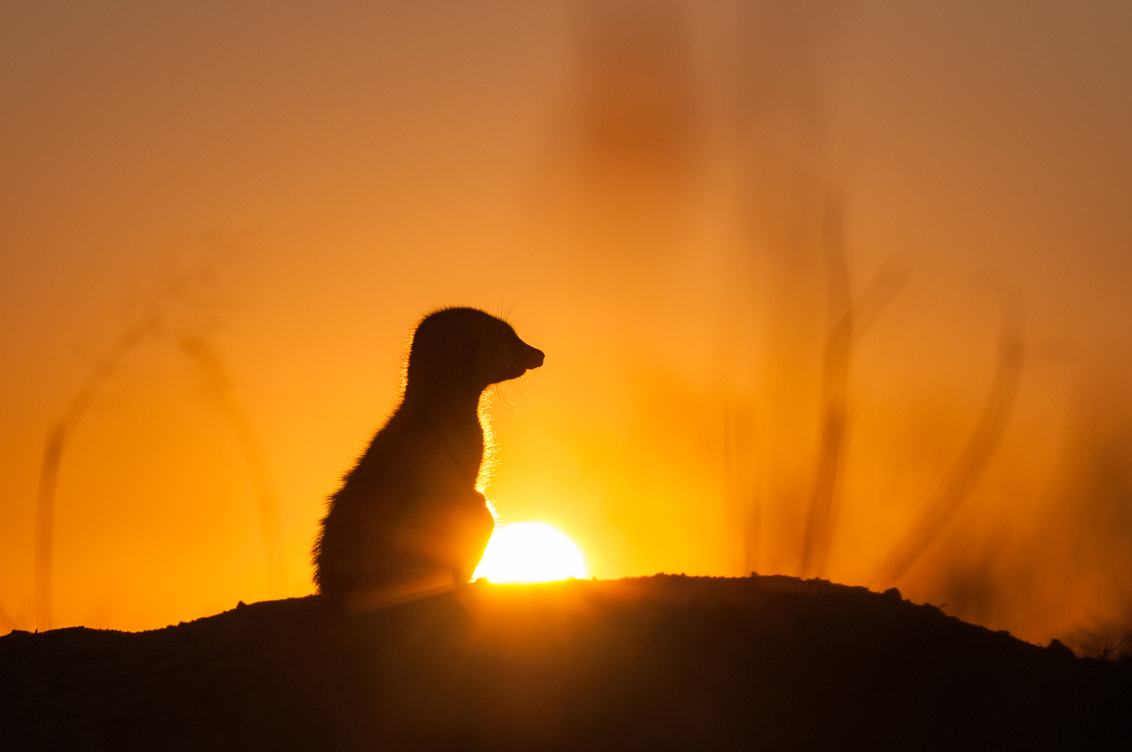 Meerkat Silhouette, Kalahari Desert, Botswana