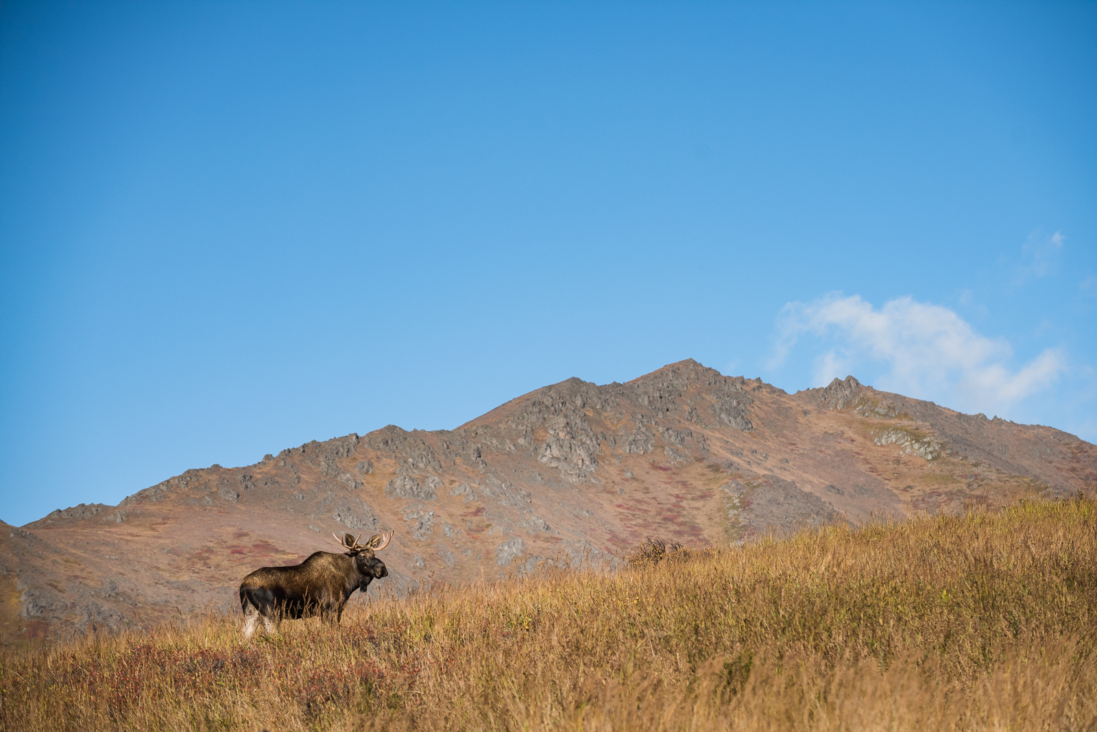 Juvenile Bull Moose, Chugach State Park, Anchorage, Alaska