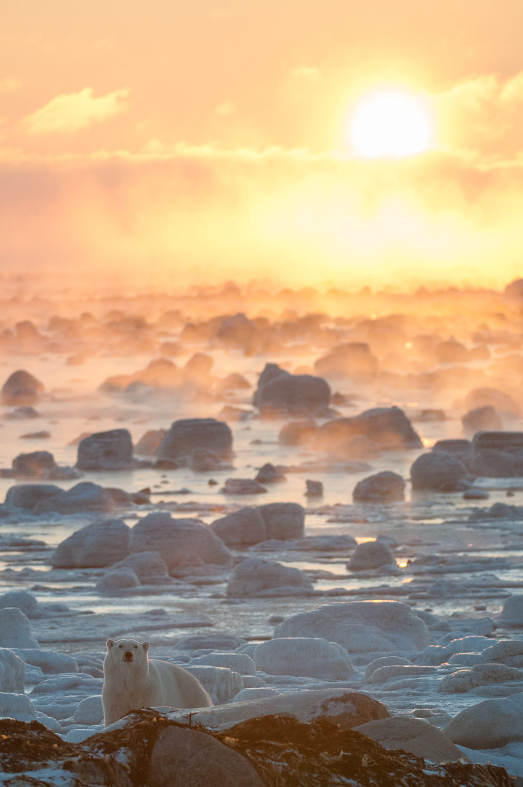 Polar Bear and Sunrise, Seal River, Manitoba, Canada