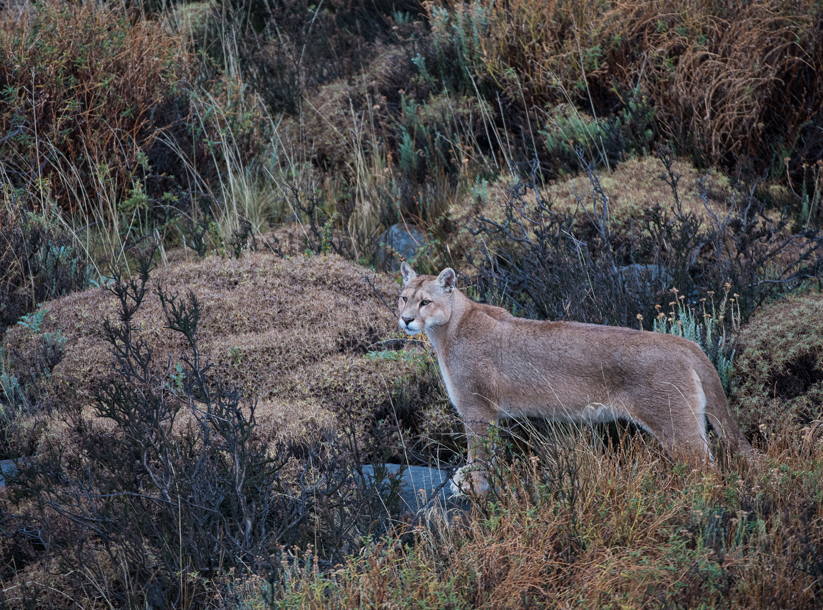 Puma, Torres Del Paine National Park, Chile