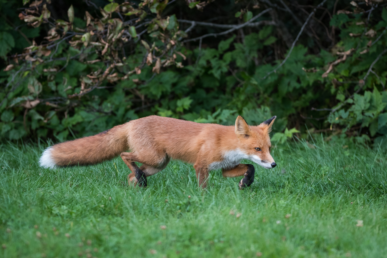 Red Fox, Lake Clark National Park, Alaska