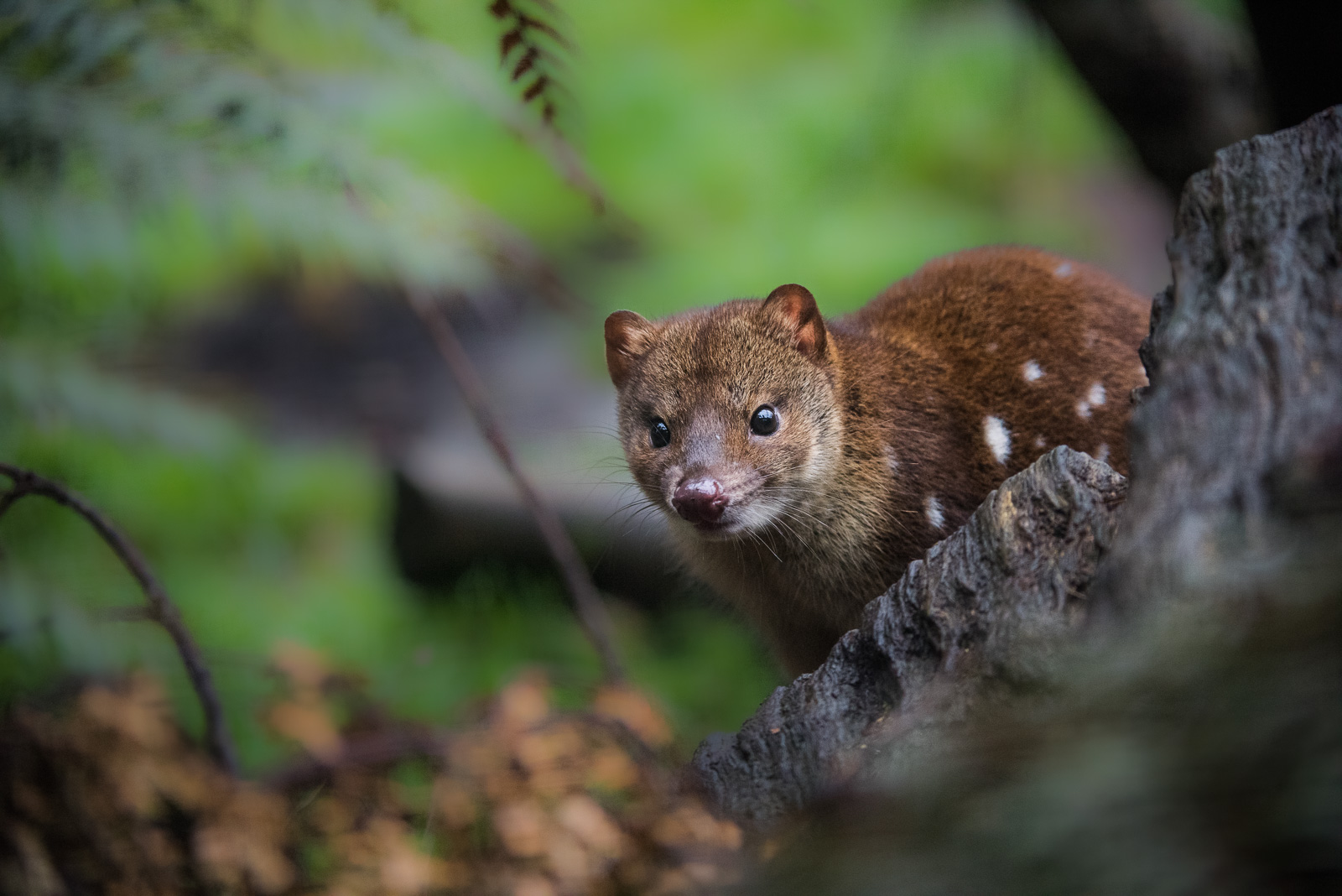 Spotted Tail Quoll, Cradle Mountain National Park, Tasmania, Australia