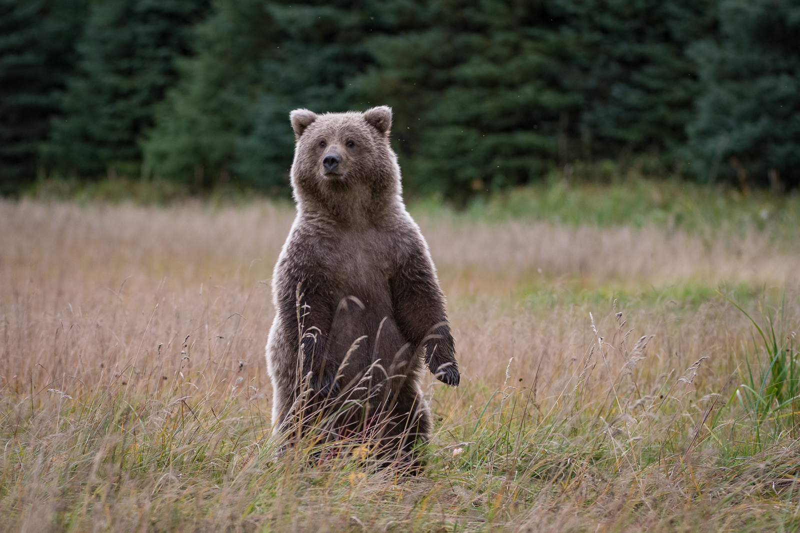 Blonde Brown Bear, Lake Clark National Park, Alaska