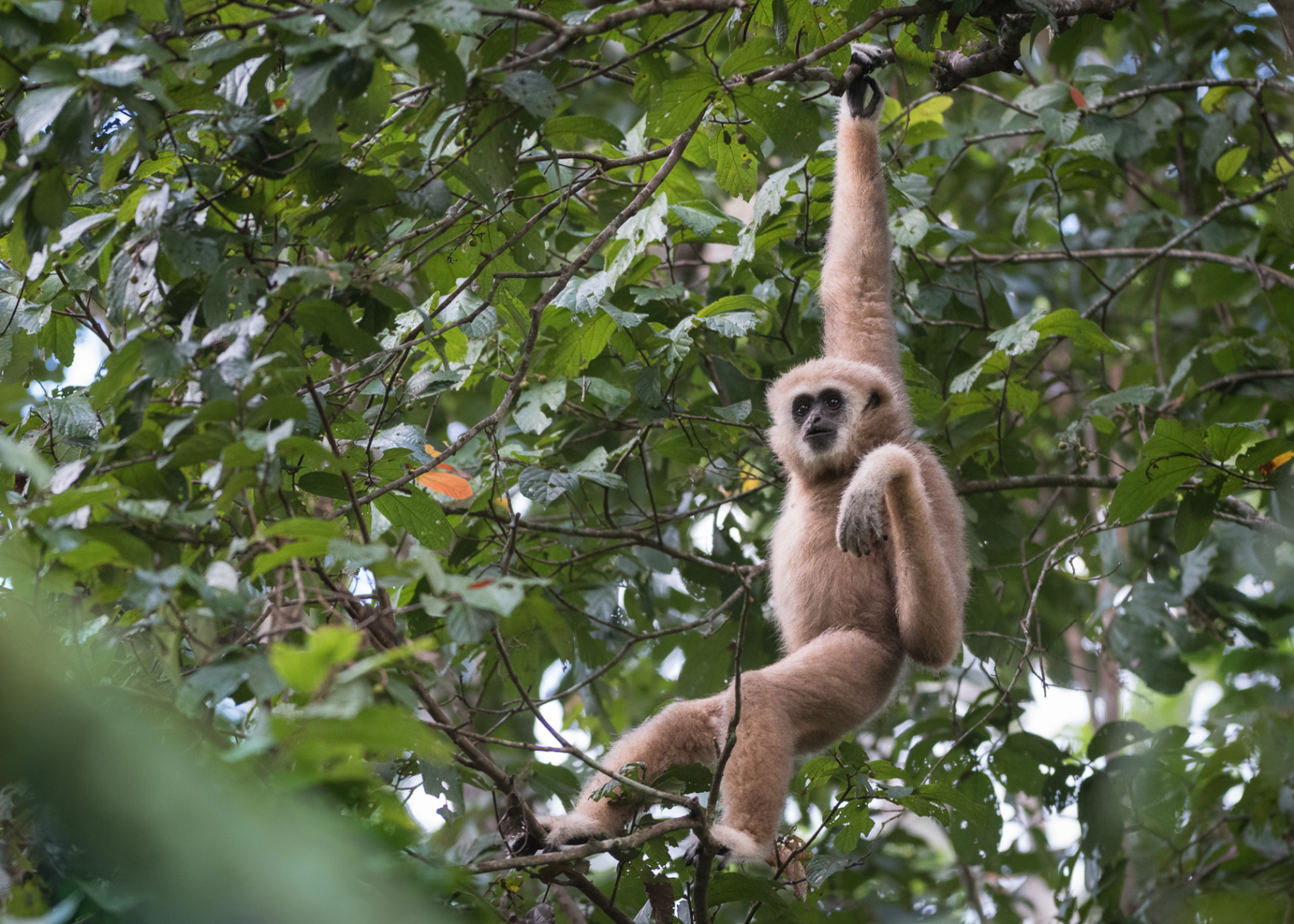 White-Handed Gibbon, Kaeng Krachan National Park, Thailand