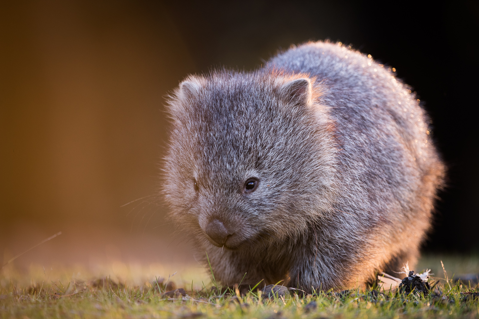 Wombat, Maria Island, Tasmania, Australia