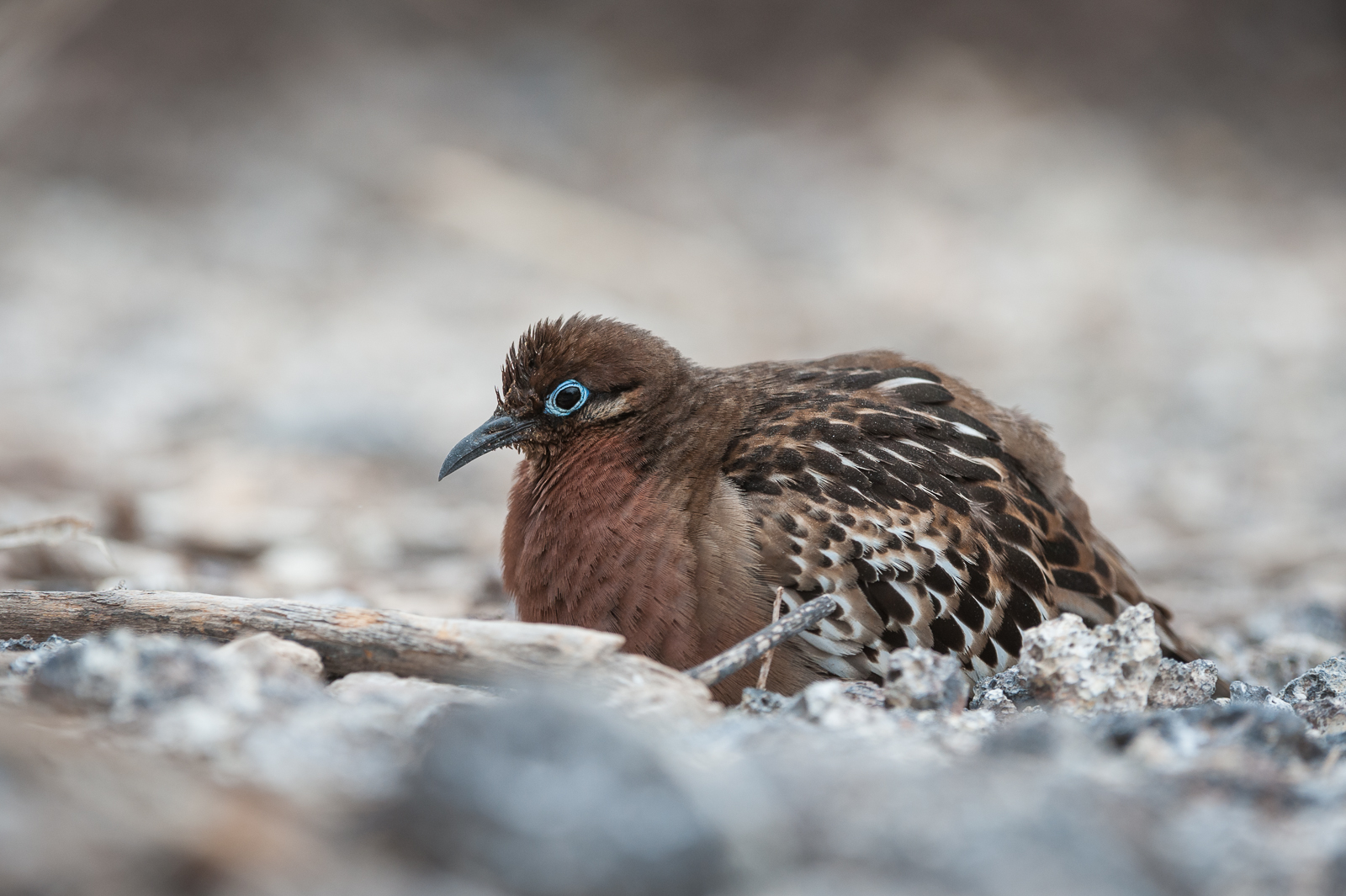 Galápagos Dove, Galápagos Islands, Ecuador