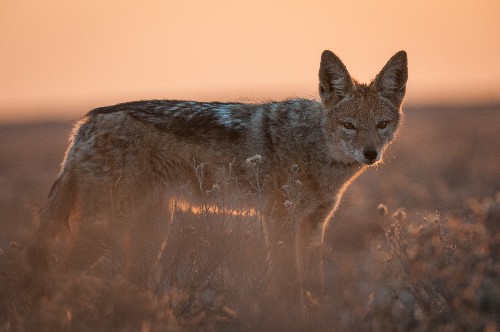 Black-Backed Jackal, Central Kalahari Game Reserve, Botswana