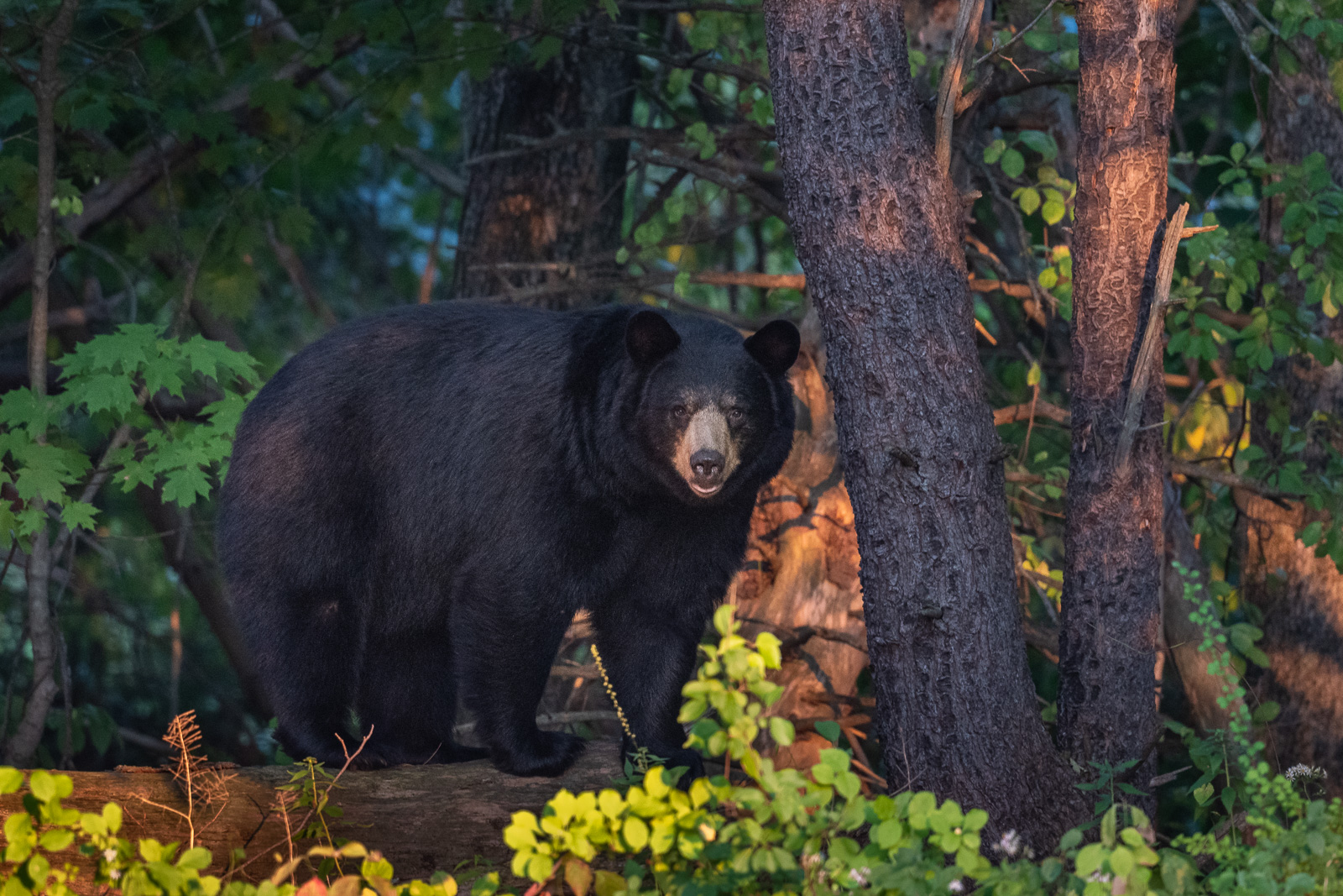 Black Bear, Farmington, CT