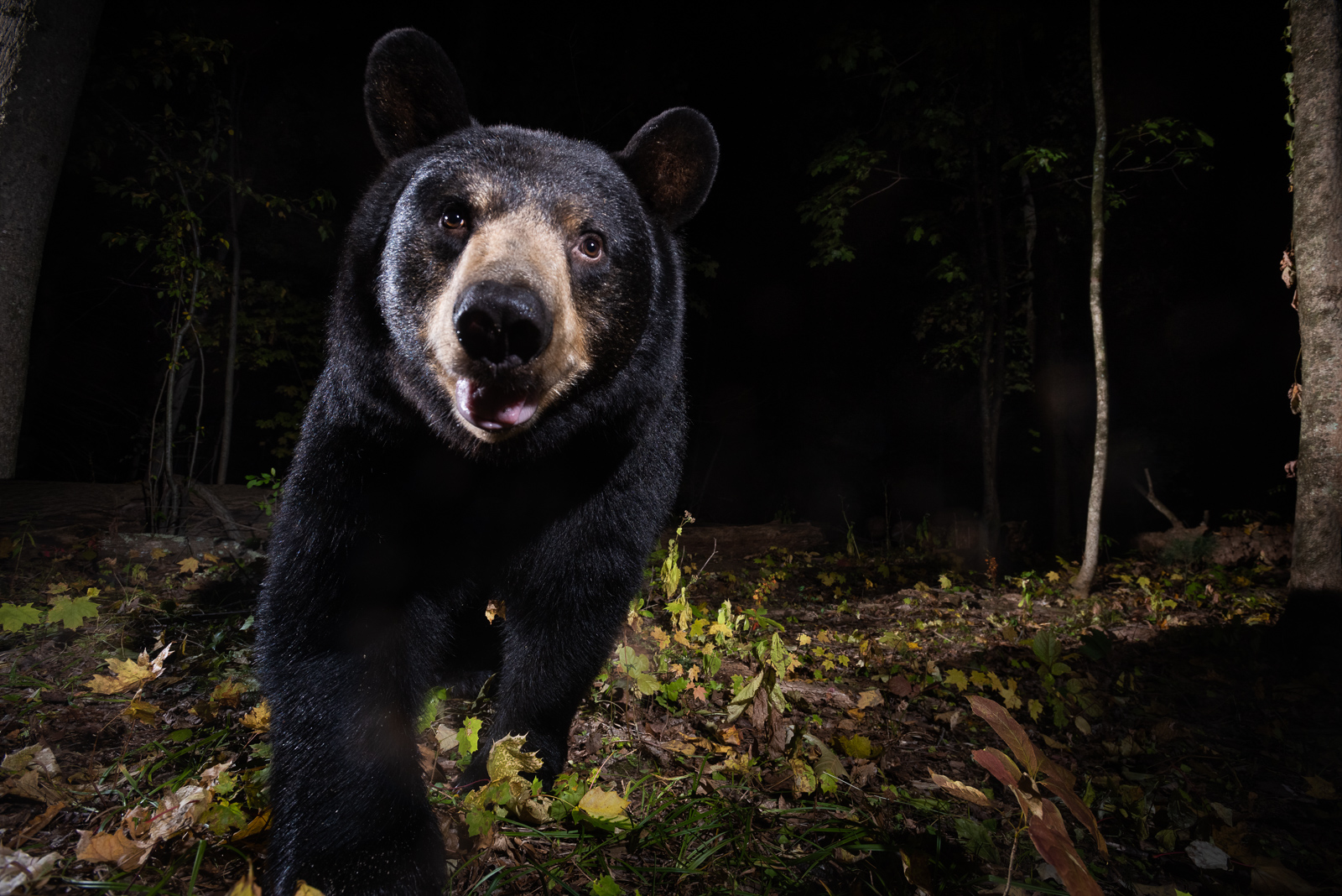 Black Bear, Farmington, Connecticut