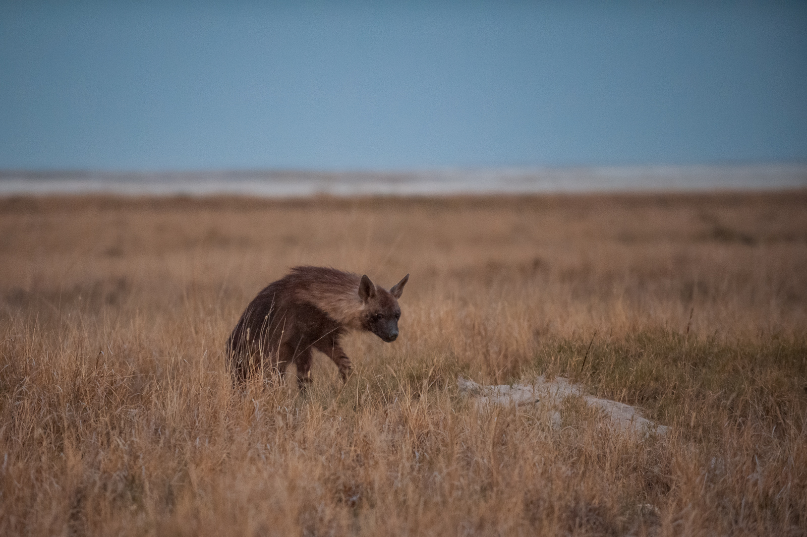 Brown Hyena, Kalahari Desert, Botswana